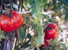 Pomidor cieszył się złą sławą przez setki lat. W Polsce jemy go od niedawna