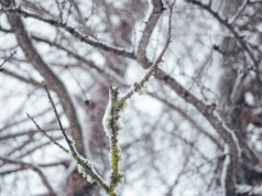 Znów ostrzeżenie przed nocnymi przymrozkami