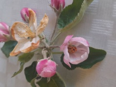 Co zrobić po przymrozkach? Pierwsze decyzje w sadzie po stratach 2026