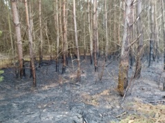 Rośnie ryzyko pożarów w lasach