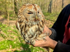Coraz mniej sów w Łódzkiem. Co jest tego przyczyną?
