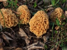 W Polsce te grzyby to rarytas. Przez nieuwagę możesz jednak dostać mandat