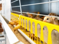 Polski drób zagrożony? Branża krytycznie o zabezpieczeniach w umowie UE-Mercosur