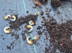 Pędraki w ogrodzie – jak je rozpoznasz i skutecznie zwalczysz?