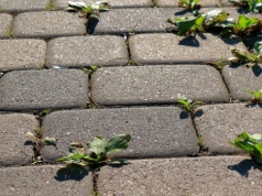 Masz dość mchu i chwastów na kostce brukowej? Tak usuniesz je w 1 noc