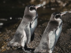 Galapagos – ciekawostki i MAŁO ZNANE fakty!