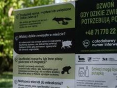 „Dzikie w Mieście”. Władze Wrocławia zwracają uwagę na to, jak pomóc dzikim zwierzętom