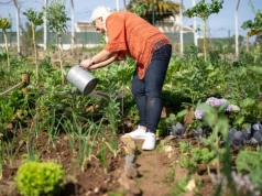 Ogrodowe Miasto. Legnica podzieliła pieniądze dla działkowców