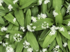 To ostatnia szansa na zbiór naturalnego antybiotyku. Jest niezwykle cenny