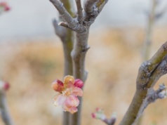 Przymrozki niszczą sady. Straty sięgają nawet 90 proc., rząd zapowiada pomoc