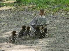 Rodzina nurogęsi w tarapatach. Matka z pisklętami w centrum Świdnicy