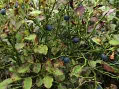 Jagody smaczne jak z lasu. Tak wyhodujesz borówkę czarną w ogrodzie