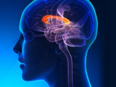 Ciało modzelowate – czym jest i jaką pełni funkcję? Jakie zmiany mogą dotyczyć ciała modzelowatego?