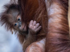 Ogromny sukces w Polsce. Orangutan sumatrzański urodził się w Orientarium ZOO Łódź