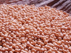 Holandia wstrzymuje dostawy modyfikowanej genetycznie soi z Argentyny