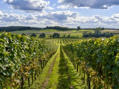 Lubuski Festiwal Otwartych Piwnic i Winnic. Koncerty, degustacje i Robert Makłowicz