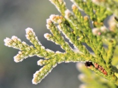 Nocne przymrozki w części województwa. IMGW ostrzega