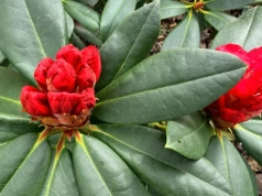 Wystarczą 2 łyżki na litr. Ten trik sprawi, że rododendron w maju eksploduje kwiatami