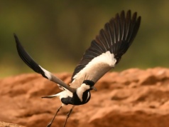 Niezwykle rzadki gość zjawił się w Polsce. to drugi taki przypadek