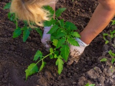 Wielu ogrodników kopie złe dołki pod pomidory. Potem dziwią się, że mają słabe plony