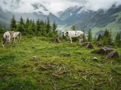 EUDR do poprawki? Copa-Cogeca i sektor mięsny naciskają na Brukselę