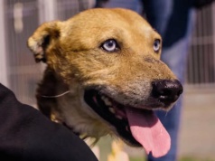 Psy ze schroniska w Katarzynowie zagrały w teledysku