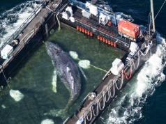 Akcja ratunkowa dla wieloryba Timmy'ego. Eksperci obawiają się, że zwierzę utonie