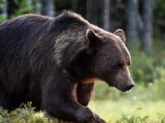 Rekordowa liczba niedźwiedzi w Tatrach. Jak zachować się na szlakach?