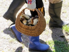 Te lasy w maju pełne są grzybów. Sprawdź, gdzie warto się wybrać. "Smaczniejsze niż prawdziwki"