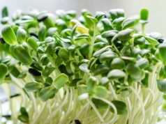 Salmonella u 50 osób w kilku krajach. Trop wiedzie do jednego produktu