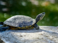 Polska uczelnia Arką Noego dla żółwi kantońskich, które wymarły na wolności