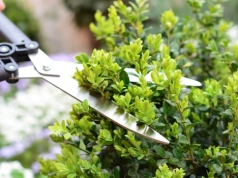 Przytnij teraz, a bukszpan eksploduje zielenią. Większość robi to za późno