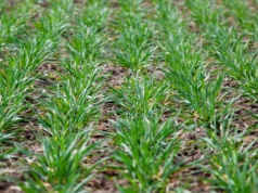 Celowane rozwiązania na problematyczne chwasty w zbożach