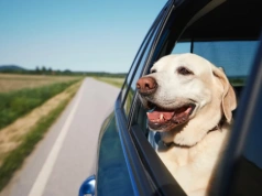 Zabierasz psa lub kota na majówkę? To może być błąd. Ekspertka wyjaśnia