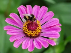 Posiej je w maju, a ogród zamieni się w kolorowy raj. Cynie kwitną aż do pierwszych przymrozków