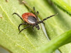 Posyp tym trawnik, a kleszcze pójdą precz. Ważne tylko, by pilnować pogody