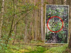 Poszedł na grzyby w kwietniu, od razu chwycił za telefon. "Znalezisko roku"