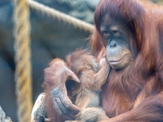 W Orientarium ZOO Łódź narodził się orangutan sumatrzański – sukces w ochronie gatunków