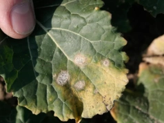 Sucha zgnilizna kapustnych w rzepaku po zimie – objawy, zagrożenia i skuteczna ochrona