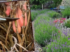 Lawenda wygląda jak suchy badylek? Prosty test sprawdzi, czy odbije jak feniks z popiołu