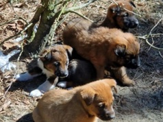 Szczeniaki porzucone w lesie. Pomoc przyszła w ostatniej chwili