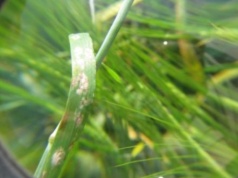 Ocenią uproszczenia na rynku środków ochrony roślin. II Konferencja Regulacyjna Ochrony Roślin