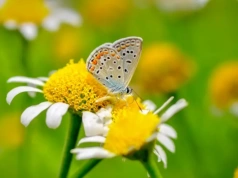 Majówka we Wrocławiu: Eksperci radzą, jak przygotować przydomowy ogród