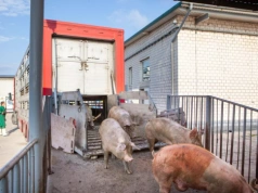 Ceny tuczników miały rosnąć, a znów spadają. Kiedy przyjdzie odbicie?