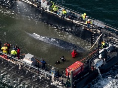 Timmy wkrótce opuści Bałtyk, ale są wątpliwości. "On umrze"