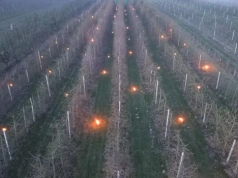 Przymrozki 2026: sadownicy oczekują szybkich działań ze strony państwa