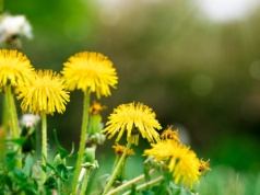 Wielu myśli, że to chwast. Niesie ratunek stłuszczonej wątrobie