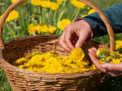 Balsam dla wątroby: zapobiega stłuszczeniu i marskości. Rośnie na każdej łące