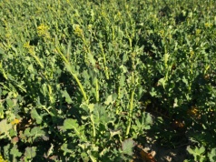 Pogoda bez litości dla pól. Rolnicy liczą straty po zimie. GUS publikuje dane o przezimowaniu