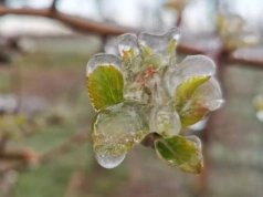 Stan klęski żywiołowej po przymrozkach? Co to da rolnikom?